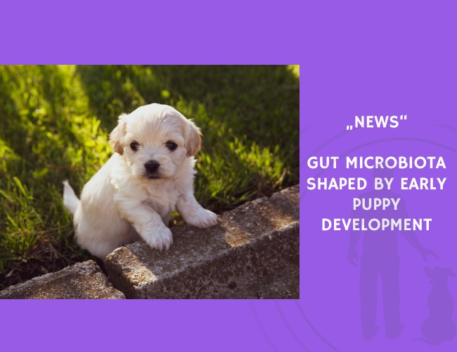 News-Gut Microbiota Shaped by Early Puppy Development