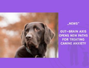 News-Gut–Brain Axis Opens New Paths for Treating Canine Anxiety