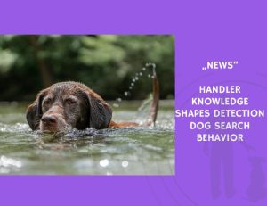News-Handler Knowledge Shapes Detection Dog Search Behavior