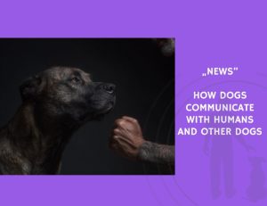 News-How Dogs Communicate with Humans and Other Dogs