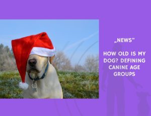 News-How Old Is My Dog Defining Canine Age Groups