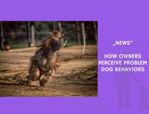News-How Owners Perceive Problem Dog Behaviors