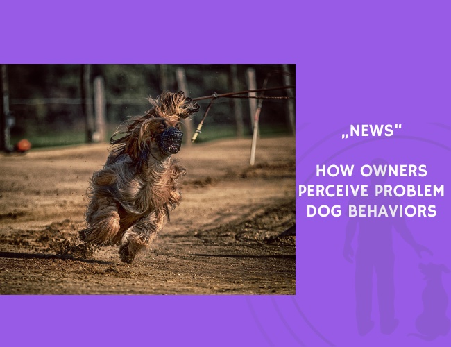 News-How Owners Perceive Problem Dog Behaviors
