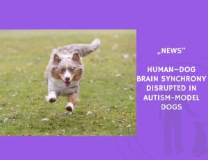 News-Human–Dog Brain Synchrony Disrupted in Autism-Model Dogs