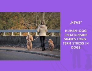 News-Human–Dog Relationship Shapes Long-Term Stress in Dogs