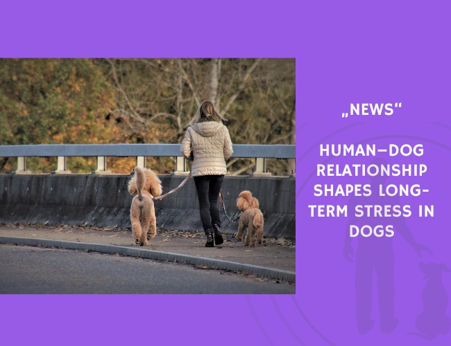 News-Human–Dog Relationship Shapes Long-Term Stress in Dogs