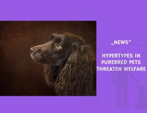 News-Hypertypes in Purebred Pets Threaten Welfare