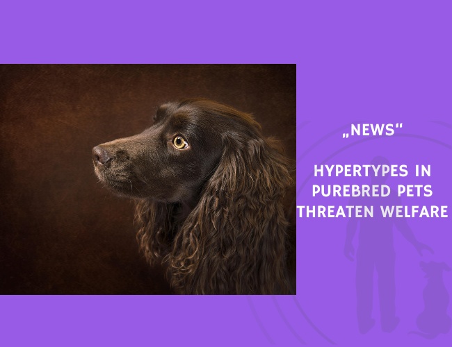News-Hypertypes in Purebred Pets Threaten Welfare