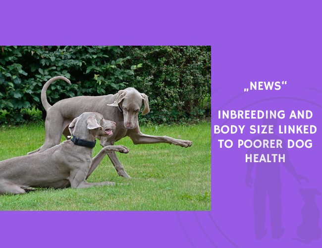 News-Inbreeding and Body Size Linked to Poorer Dog Health