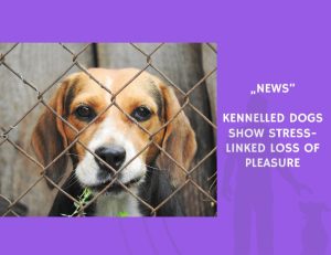 News-Kennelled Dogs Show Stress-Linked Loss of Pleasure