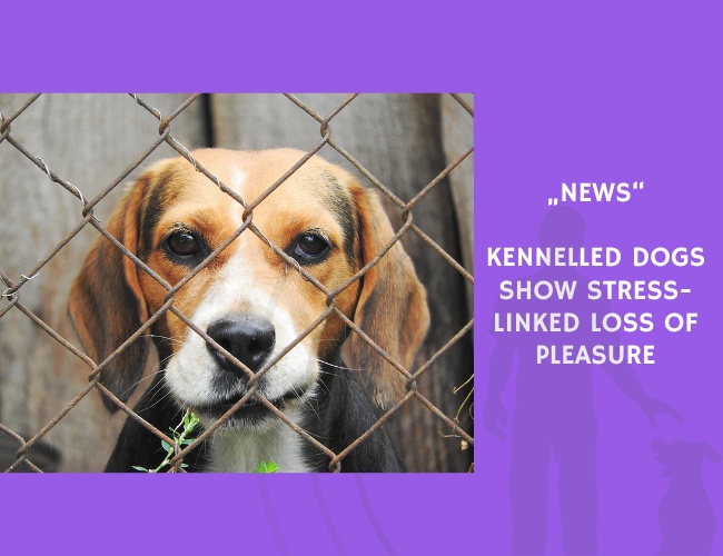 News-Kennelled Dogs Show Stress-Linked Loss of Pleasure