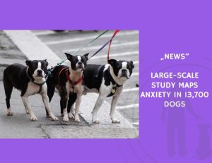 News-Large-Scale Study Maps Anxiety in 13,700 Dogs