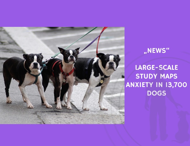 News-Large-Scale Study Maps Anxiety in 13,700 Dogs