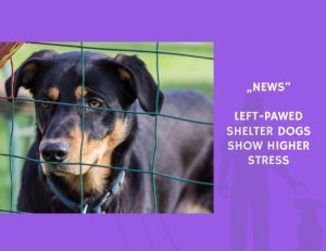 News-Left-Pawed Shelter Dogs Show Higher Stress