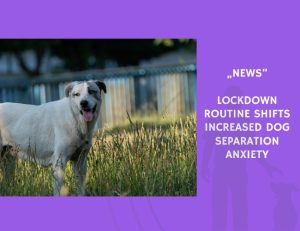News-Lockdown Routine Shifts Increased Dog Separation Anxiety