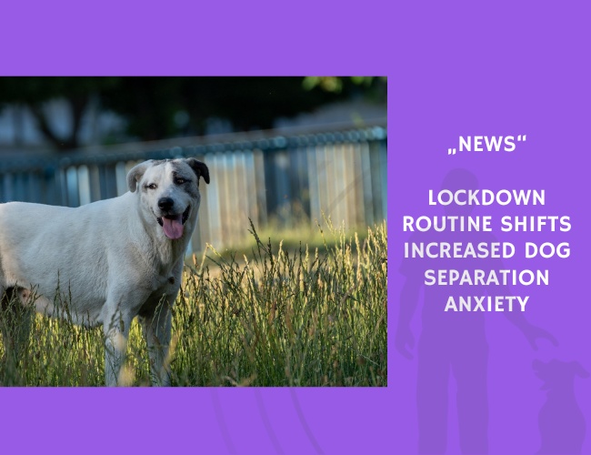 News-Lockdown Routine Shifts Increased Dog Separation Anxiety