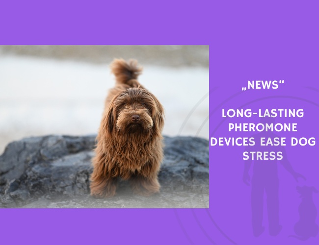 News-Long-Lasting Pheromone Devices Ease Dog Stress