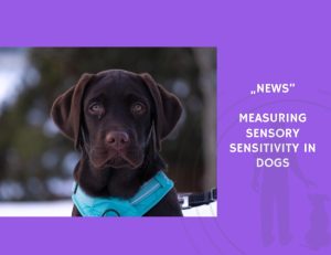 News-Measuring Sensory Sensitivity in Dogs