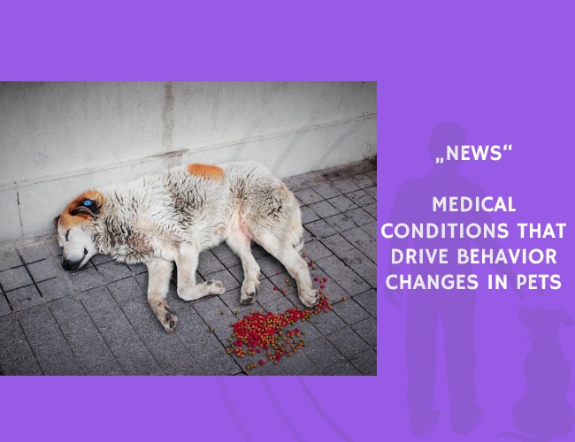 News-Medical Conditions That Drive Behavior Changes in Pets