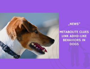 News-Metabolite Clues Link ADHD-Like Behaviors in Dogs