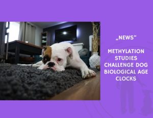 News-Methylation Studies Challenge Dog Biological Age Clocks