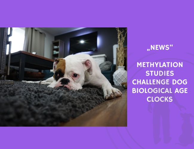 News-Methylation Studies Challenge Dog Biological Age Clocks