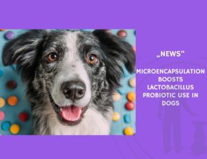 News-Microencapsulation Boosts Lactobacillus Probiotic Use in Dogs