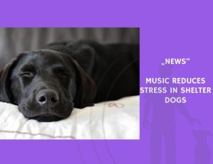 News-Music Reduces Stress in Shelter Dogs