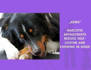 News-Narcotic Antagonists Reduce Self-Licking and Chewing in Dogs