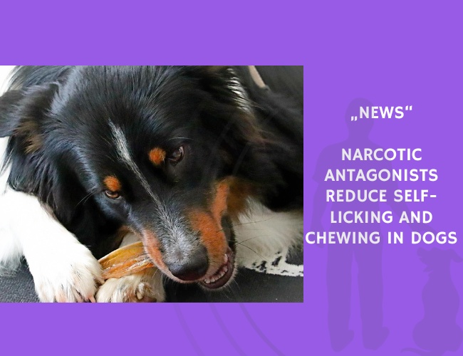 News-Narcotic Antagonists Reduce Self-Licking and Chewing in Dogs