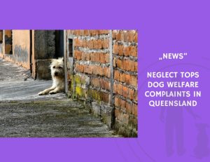 News-Neglect Tops Dog Welfare Complaints in Queensland