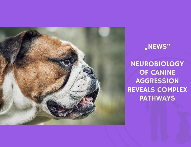 News-Neurobiology of Canine Aggression Reveals Complex Pathways