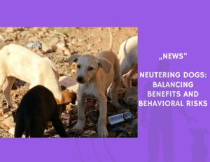 News-Neutering Dogs Balancing Benefits and Behavioral Risks