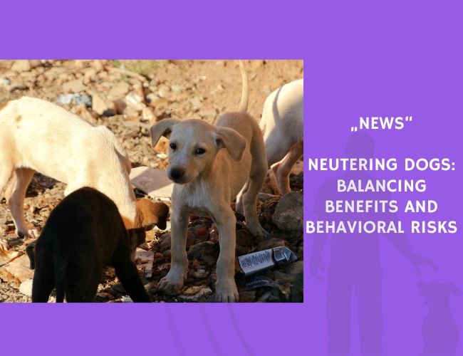 News-Neutering Dogs Balancing Benefits and Behavioral Risks