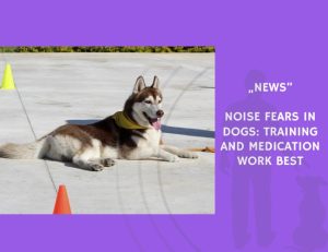News-Noise Fears in Dogs Training and Medication Work Best
