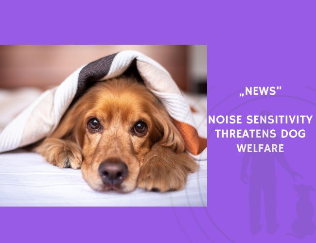 News-Noise Sensitivity Threatens Dog Welfare
