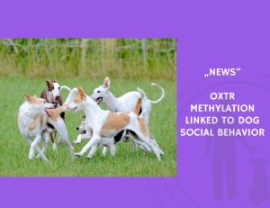 News-OXTR Methylation Linked to Dog Social Behavior