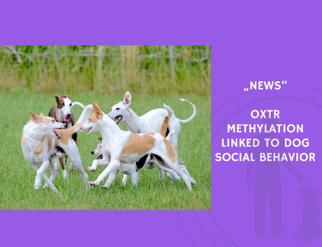 News-OXTR Methylation Linked to Dog Social Behavior