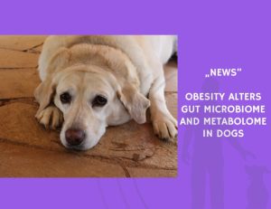 News-Obesity Alters Gut Microbiome and Metabolome in Dogs