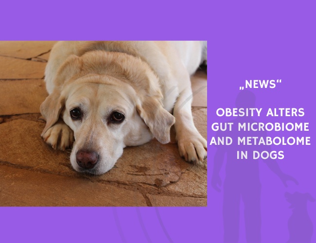 News-Obesity Alters Gut Microbiome and Metabolome in Dogs