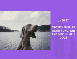 News-Obesity Impairs Heart Function and HRV in Male Dogs
