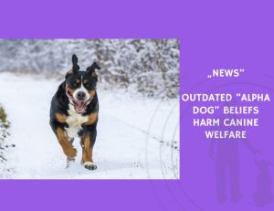 News-Outdated “Alpha Dog” Beliefs Harm Canine Welfare