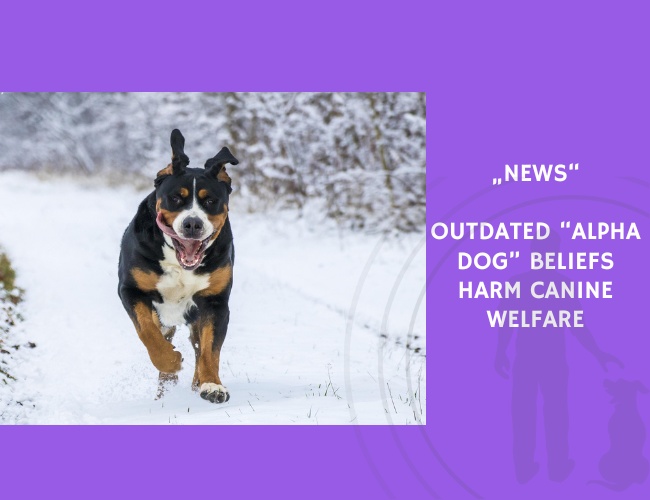 News-Outdated “Alpha Dog” Beliefs Harm Canine Welfare