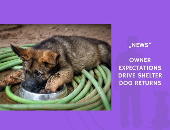 News-Owner Expectations Drive Shelter Dog Returns
