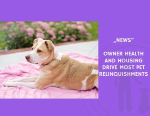 News-Owner Health and Housing Drive Most Pet Relinquishments