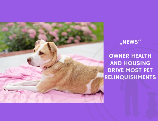 News-Owner Health and Housing Drive Most Pet Relinquishments