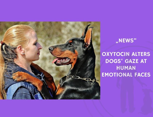 News-Oxytocin Alters Dogs’ Gaze at Human Emotional Faces