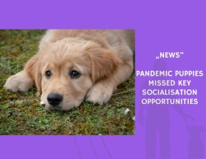News-Pandemic Puppies Missed Key Socialisation Opportunities