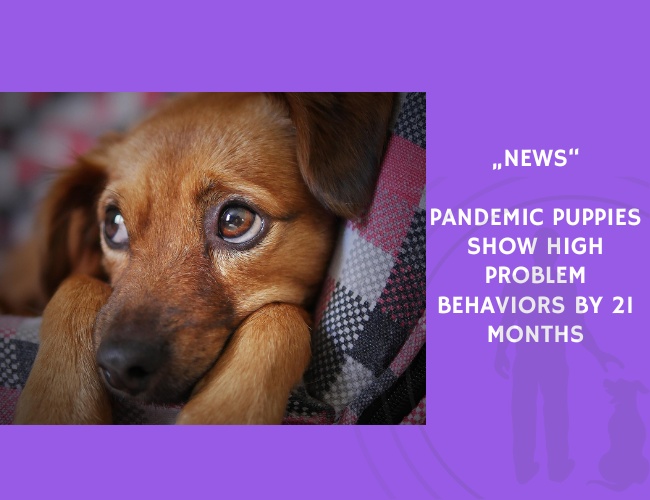 News-Pandemic Puppies Show High Problem Behaviors by 21 Months