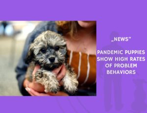News-Pandemic Puppies Show High Rates of Problem Behaviors